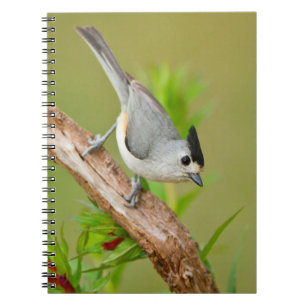 Black-Crested Titmouse Notebook