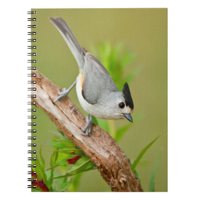 Black-Crested Titmouse Notebook (Front)