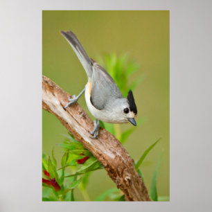 Black-Crested Titmouse Poster