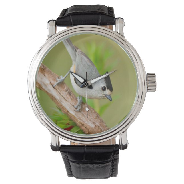 Black-Crested Titmouse Watch (Front)