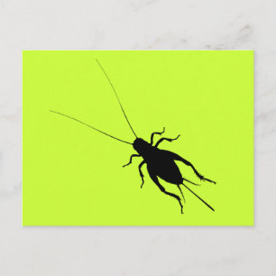 Black Cricket Postcard