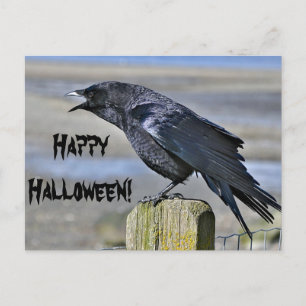 Black crow halloween postcard