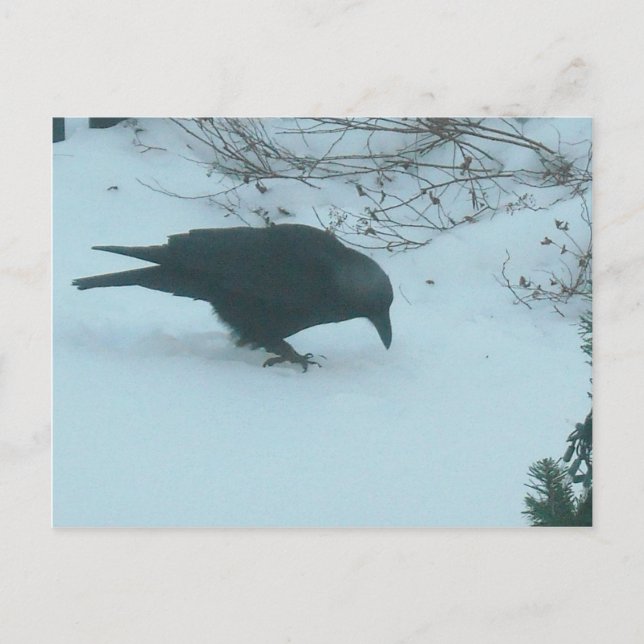 Black Crow in Winter Postcard (Front)