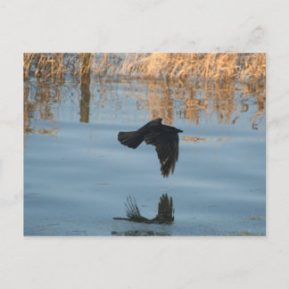 Black Crow Postcard