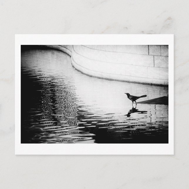 Black Crow with Reflection on Water - Photo Postca Postcard (Front)