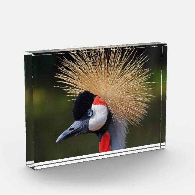 Black crowned crane photo block (Left)