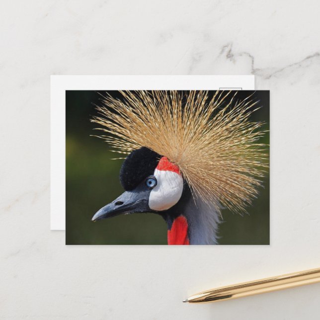 Black crowned crane postcard (Front/Back In Situ)