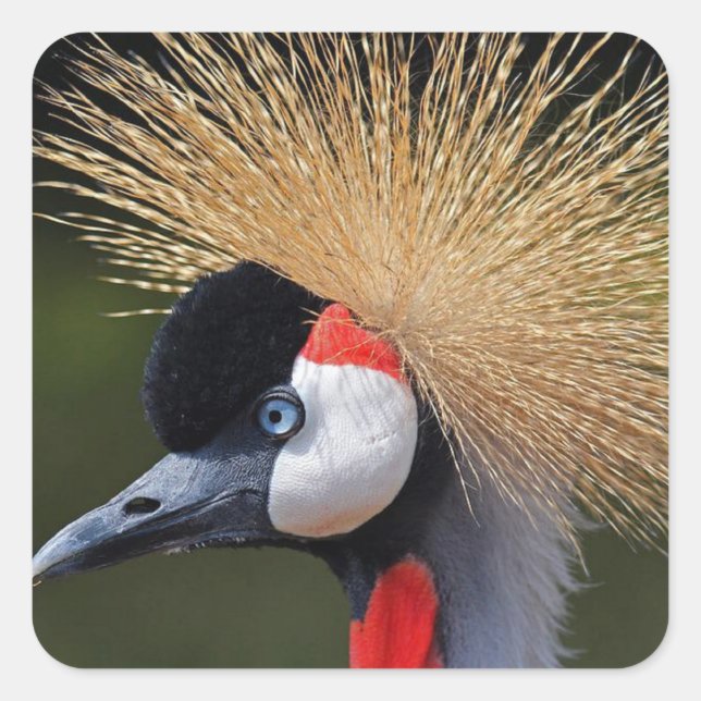 Black crowned crane square sticker (Front)