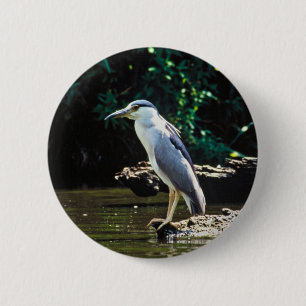 Black-crowned night heron 6 cm round badge
