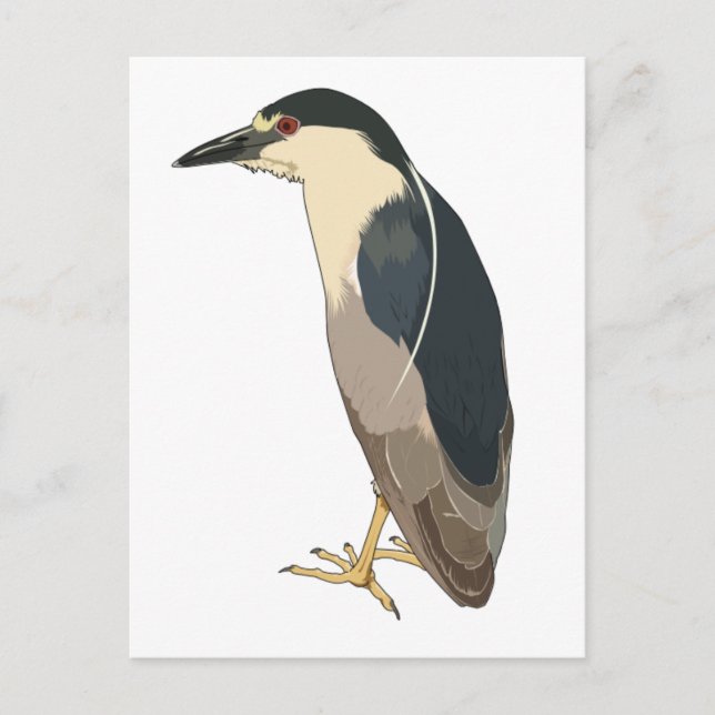 Black-crowned Night Heron Bird Postcard (Front)