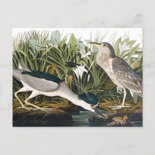 Black-crowned Night-Heron by John James Audubon Po Postcard