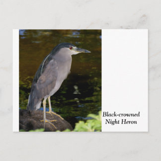 Black-crowned Night Heron Postcard
