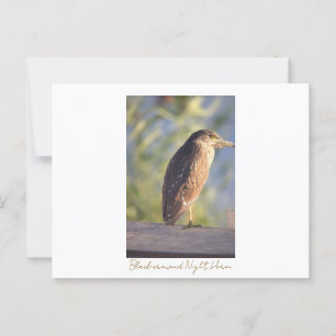 Black-crowned Night Heron Postcard