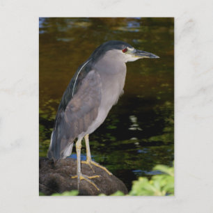 Black-crowned Night Heron Postcard