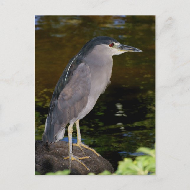 Black-crowned Night Heron Postcard (Front)