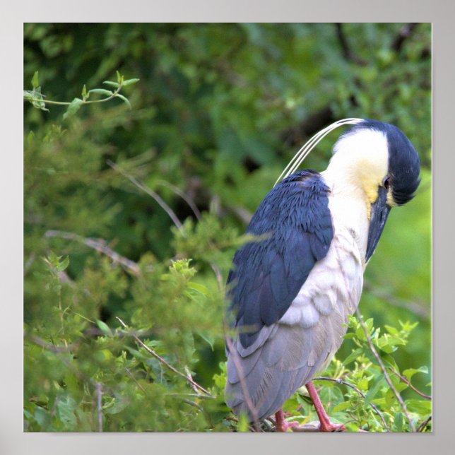 Black-crowned Night Heron Poster (Front)