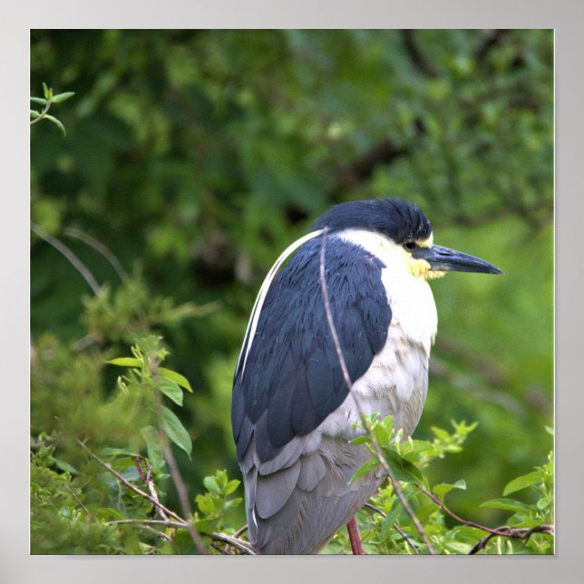 Black-crowned Night Heron Poster (Front)