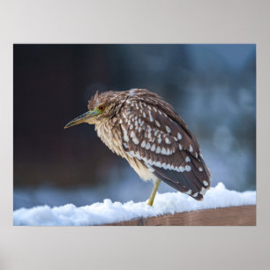 Black-crowned Night-Heron Poster