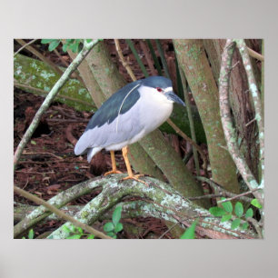 Black-Crowned Night-Heron with Breeding Plume Poster
