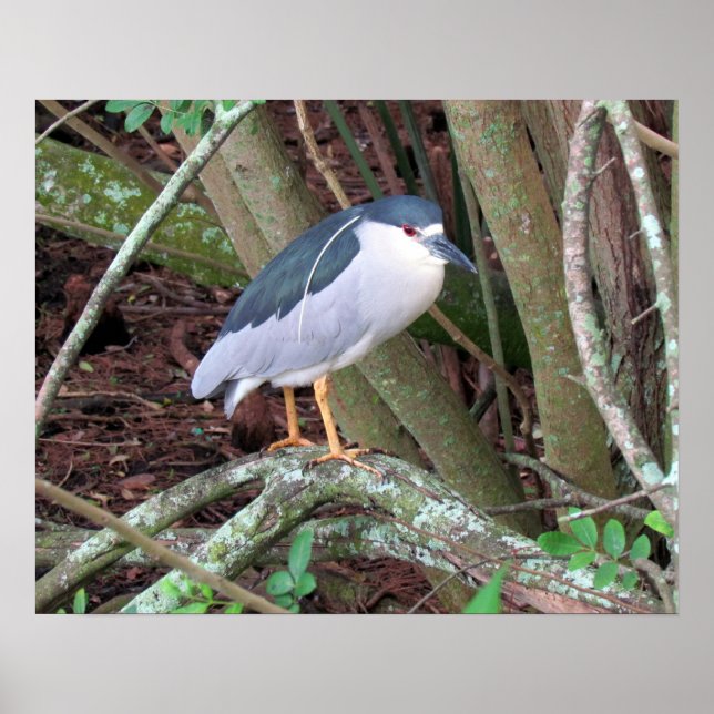 Black-Crowned Night-Heron with Breeding Plume Poster (Front)