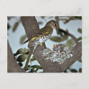 Black Cuckoo Shrike Postcard