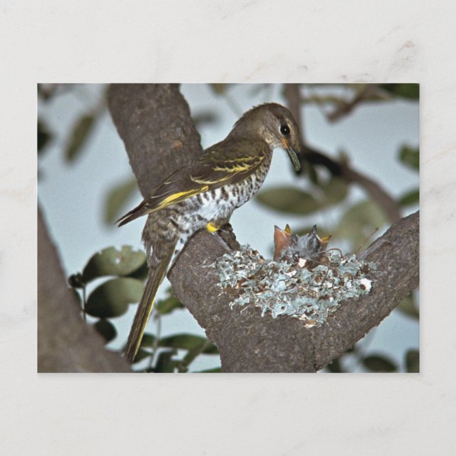 Black Cuckoo Shrike Postcard (Front)