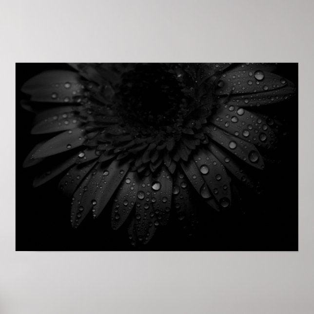 Black Daisy Poster (Front)