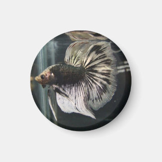 Black Dalmatian Magnet