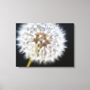 Black Dandelion Canvas Print