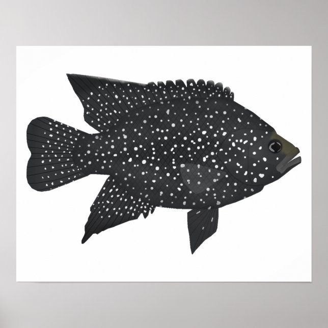 Black Diamond Cichlid Poster (Front)