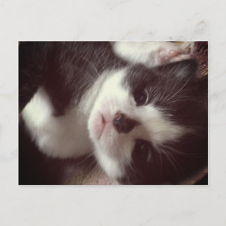 Black Diamond Nose CUTE Kitty Postcard