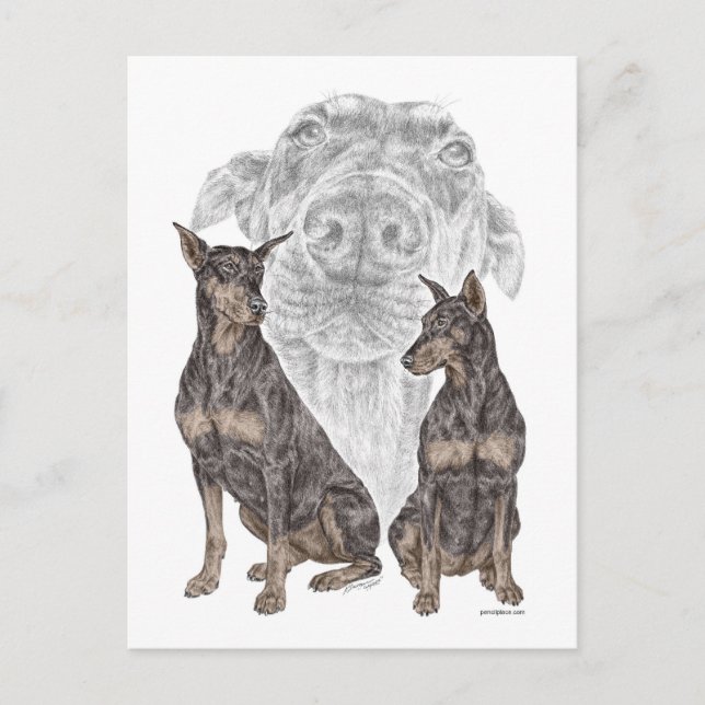Black Doberman Dogs Postcard (Front)