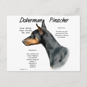 Black Doberman Pinscher History Postcard