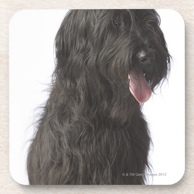 Black dog, Briard Coaster (Front)