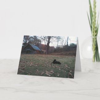 Black Dog by Autumn Barn Greeting Card