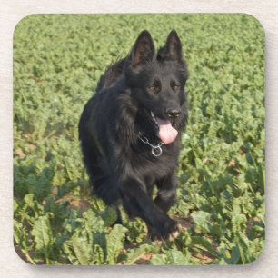 Black Dog Coaster