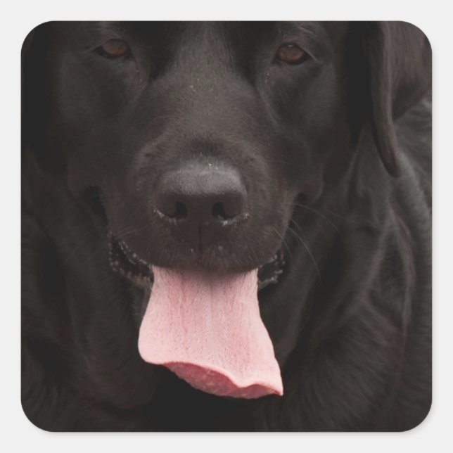Black dog face square sticker (Front)