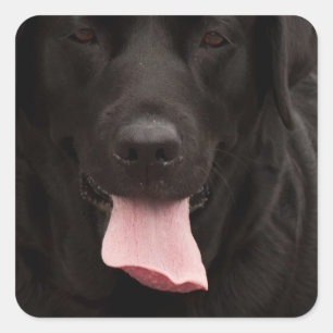 Black dog face square sticker