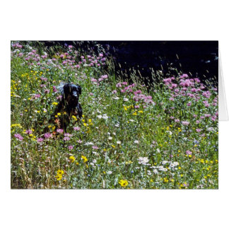 Black Dog in Flowers