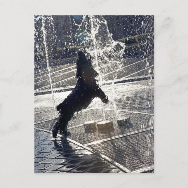 Black dog jumping through fountain on waterside postcard (Front)