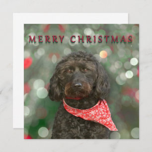black dog labradoodle Christmas Card
