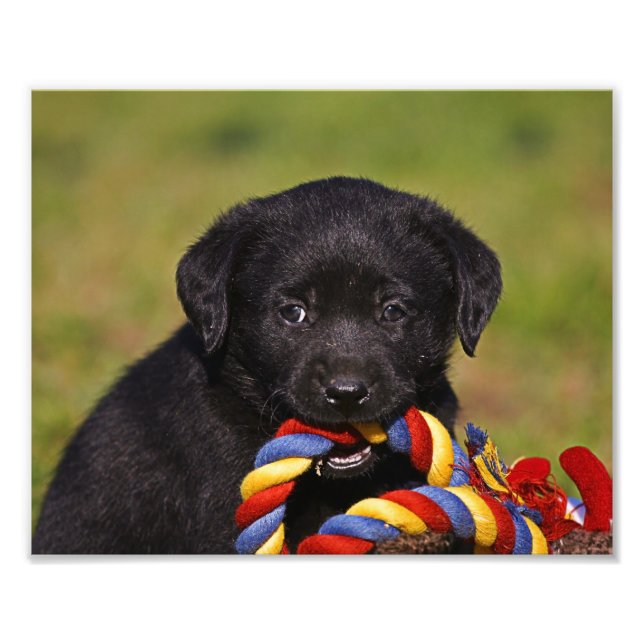 black dog Labrador Retriever Welpe Photoposter Photo Print (Front)