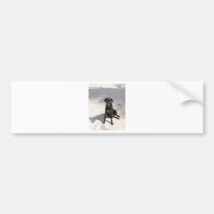 Black dog with an evil eye bumper sticker