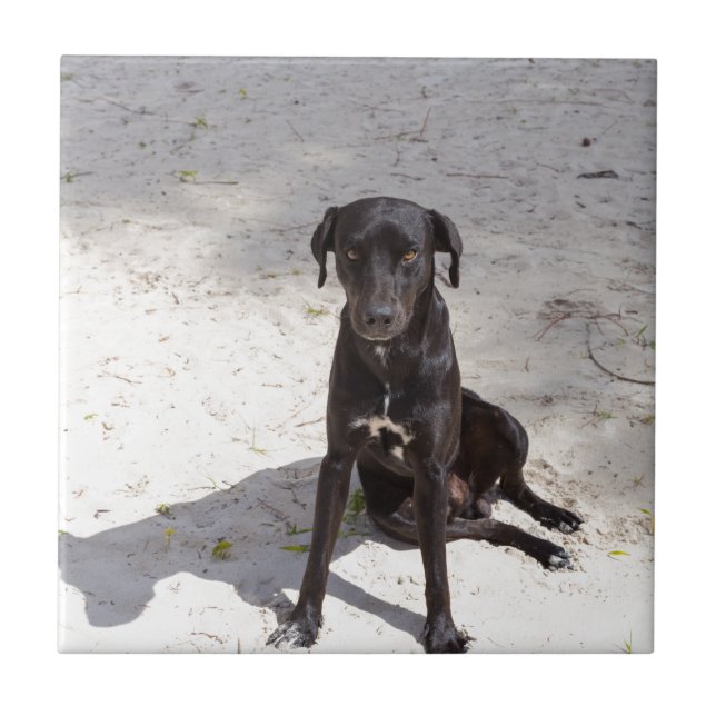 Black dog with an evil eye tile (Front)