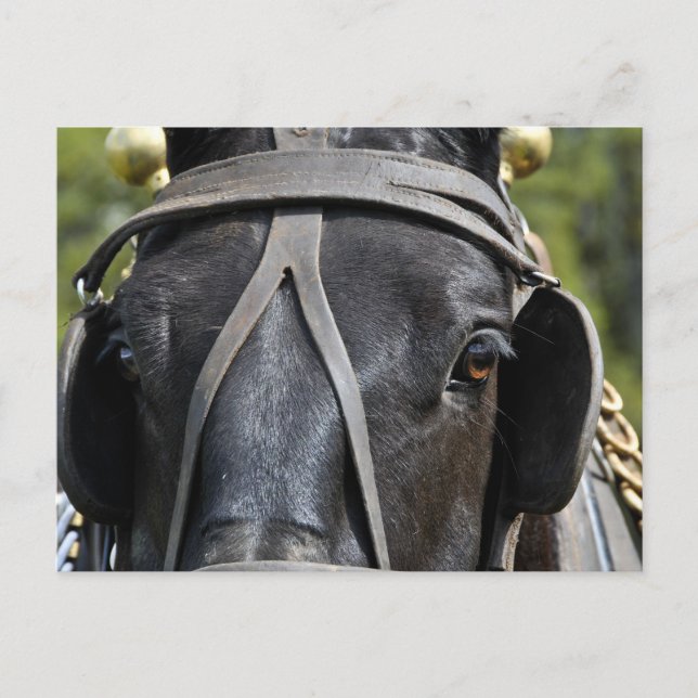 Black Draught Horse Postcard (Front)