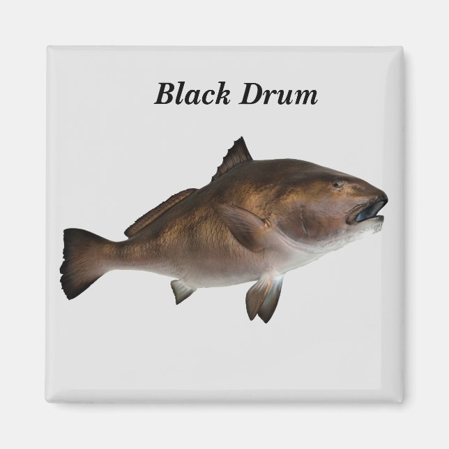 Black Drum  Fish Magnet (Front)