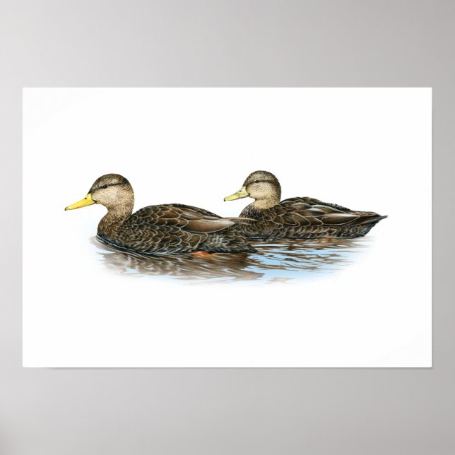 Black Duck Duo Poster (Front)