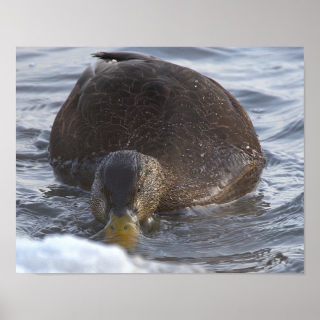 Black Duck Photo Poster (Front)