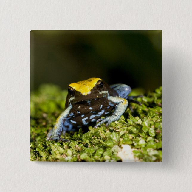 Black-eared Mantella, Mantella expectata, 2 15 Cm Square Badge (Front)