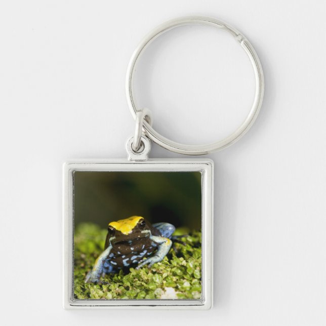 Black-eared Mantella, Mantella expectata, 2 Key Ring (Front)